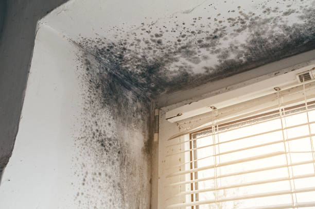 Affordable Mold Remediation solutions in Liberty Hill, TX